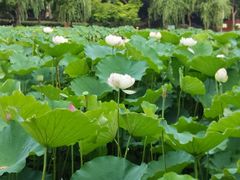 -陈家山荷花公园