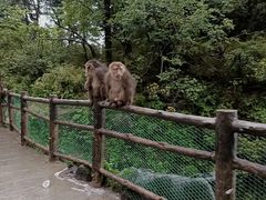 -峨眉山风景名胜区