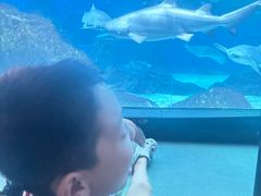 -海合安成都极地海洋公园