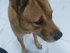 -嘉馨宠物医院·CT影像转诊·心脏科·犬猫全科诊疗中心(下沙大学城院区)