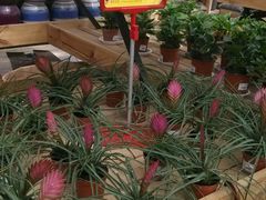 -荷兰花海