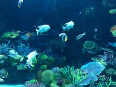 -暹罗海洋世界