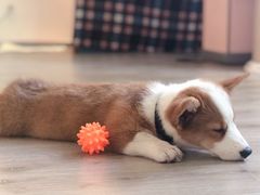 -浣熊柯尔鸭土拨鼠·电玩咖