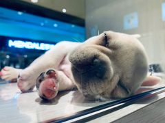 -乐宠宠物店(世纪金源店)