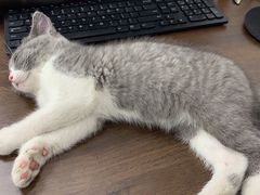 -肖四女乐山跷脚牛肉(江北星街坊店)