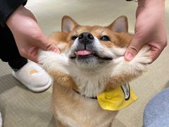 -逗柴咖啡屋·狗咖猫咖宠物桌游