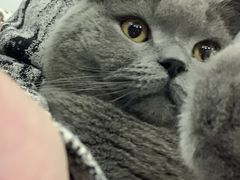 -瑞鹏宠物医院·超声·骨科·奇麟分院(蜀都万达店)