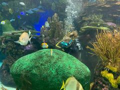 -瑞普利水族馆
