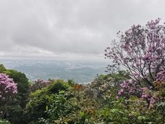 -梧桐山风景名胜区