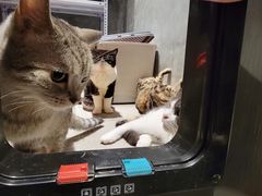 -猫儿山۰猫主题餐厅