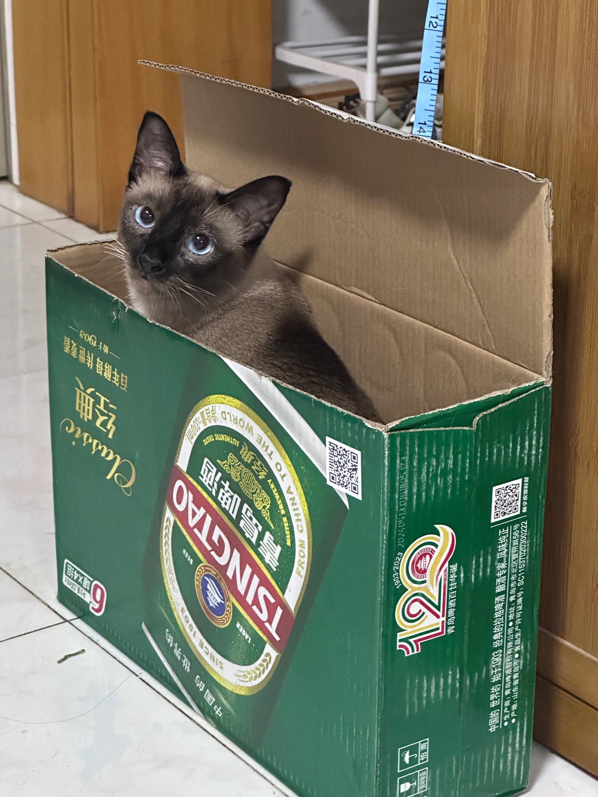 啤酒加猫咪～搞笑时光