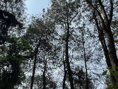 -铁山坪森林公园