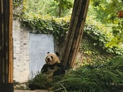 -都江堰中华大熊猫苑