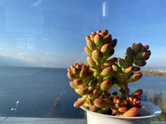 -野菌皇海景野生菌火锅(滨海大道店)
