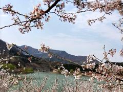 -樱花山风景区