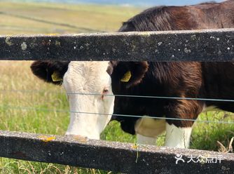 再比如爱尔兰的男子组合Westlife