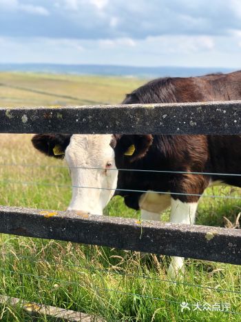 再比如爱尔兰的男子组合Westlife