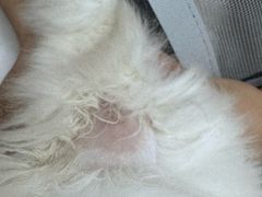 -中农国际动物医院24小时·猫科·骨科·急重症中心