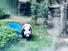 -成都动物园