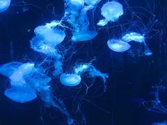 -南昌海洋公园
