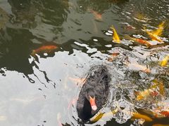 -湖鲜楼