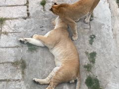 -深圳野生动物园