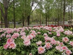 -石家庄市植物园