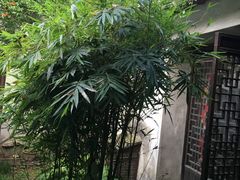 -小雅青年旅舍(平江路店)