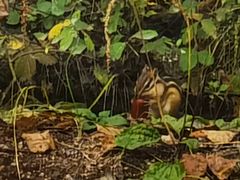 -峡谷浮石林景区