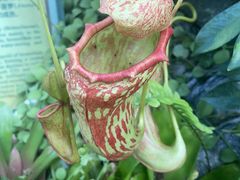 -中国科学院华南植物园