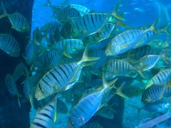 -北戴河圣蓝海洋公园