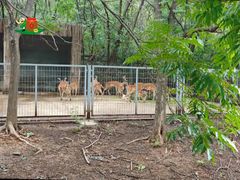 -合肥野生动物园