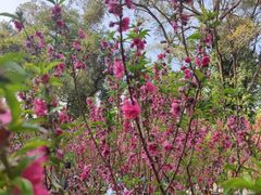-桃花涧
