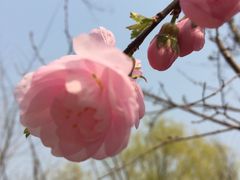 -康陵正德春饼宴26号