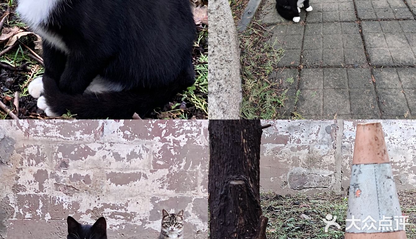 问了一下管理员，是野猫，四五个月大小了