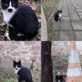 问了一下管理员，是野猫，四五个月大小了