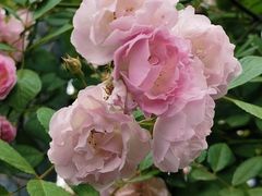 -无锡新湖铂尔曼大酒店