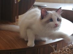 -飞行喵MR PILOT|猫舍·猫咖(静安大融城店)