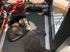 -八公叔叔宠物美容连锁(春申店)