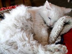 -Babycat私家御饼屋(龙头路一店)