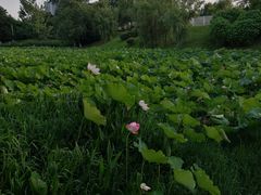 -月湖风景区