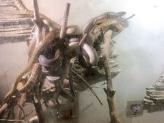 -荔城生鲜盛宴(番禺旗舰店)