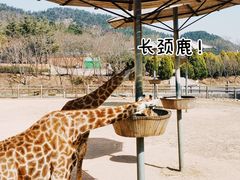 -青岛森林野生动物世界