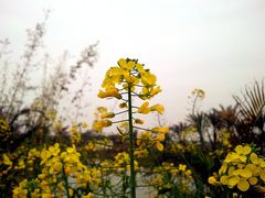 -天适樱花悠乐园