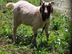 -同銮特种养殖场·龙虾垂钓