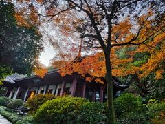 -十八棵（老龙井）御茶园(老龙井店)