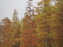 -白鹭湾湿地公园