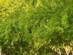 -三里屯东五街银杏大道