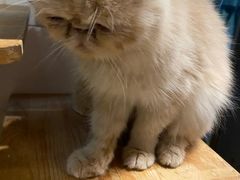 -more than meow吴止猫主题餐厅(承德 中船汇店)