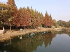 -贡湖湾湿地公园